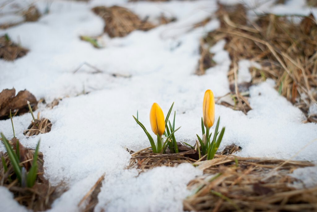 Zwei gelbe Krokusse brechen durch den schmelzenden Schnee – Sinnbild für das Auftauen am Beginn einer Veränderung